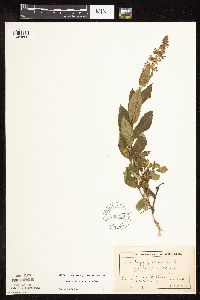 Stachys pilosa var. pilosa image