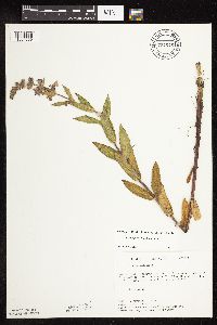 Stachys pilosa var. pilosa image