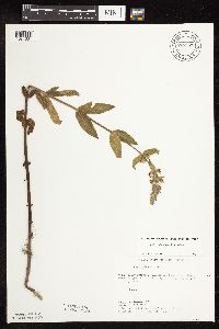 Stachys pilosa var. pilosa image