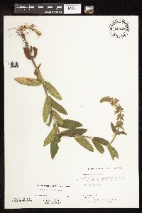 Stachys pilosa var. pilosa image
