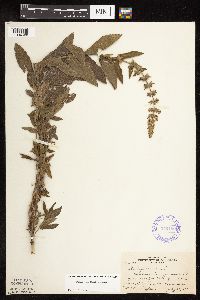 Stachys pilosa image