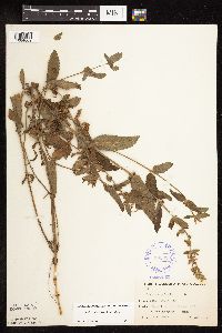Stachys pilosa var. pilosa image