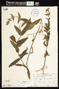 Stachys pilosa var. pilosa image