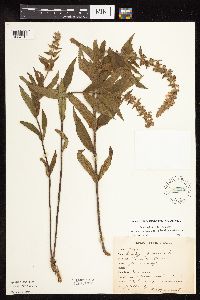 Stachys pilosa image