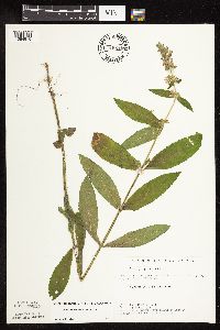 Stachys pilosa var. pilosa image