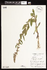 Stachys pilosa var. pilosa image