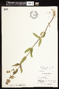 Stachys pilosa image