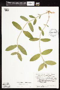 Stachys pilosa var. pilosa image