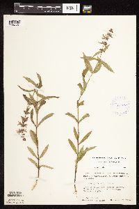 Stachys pilosa var. pilosa image