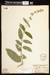 Stachys pilosa var. pilosa image