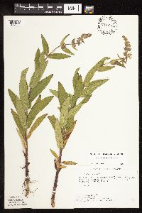Stachys pilosa var. pilosa image