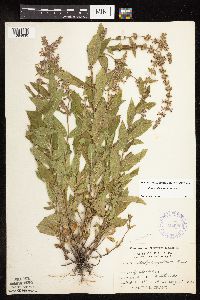 Stachys pilosa var. pilosa image