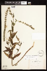Stachys pilosa var. pilosa image