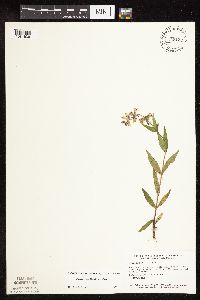 Stachys pilosa var. pilosa image