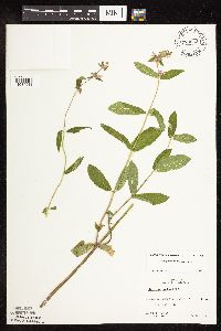 Stachys pilosa var. pilosa image