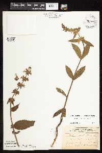 Stachys pilosa var. pilosa image