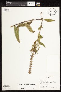 Stachys pilosa var. pilosa image