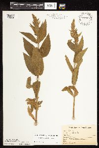 Stachys pilosa var. pilosa image