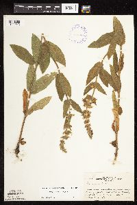 Stachys pilosa var. pilosa image