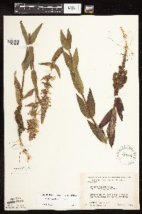 Stachys pilosa image