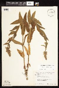 Stachys pilosa var. pilosa image
