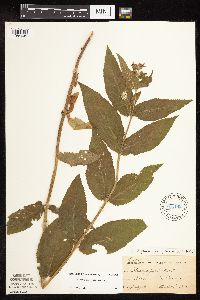 Stachys pilosa image