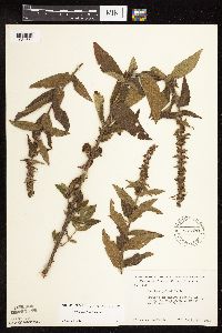 Stachys pilosa var. pilosa image