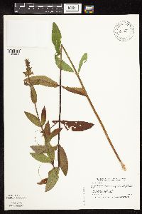 Stachys hispida image