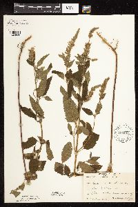 Image Associated With the Occurrence