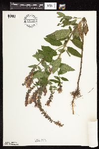 Image Associated With the Occurrence