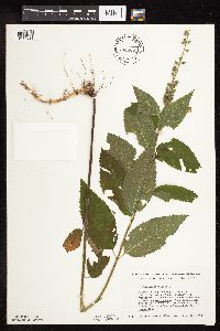 Image Associated With the Occurrence