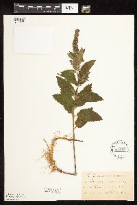 Image Associated With the Occurrence