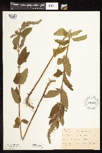 Image Associated With the Occurrence