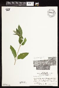 Image Associated With the Occurrence