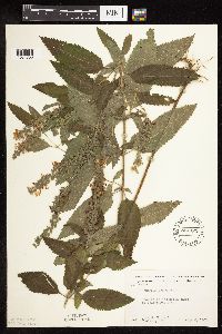 Image Associated With the Occurrence