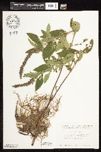 Image Associated With the Occurrence