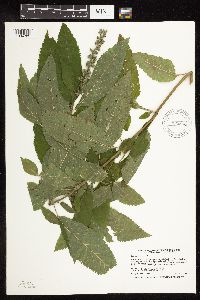 Image Associated With the Occurrence