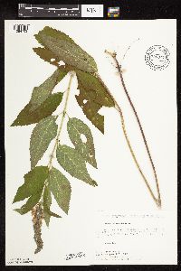 Image Associated With the Occurrence