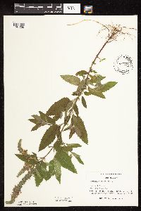 Image Associated With the Occurrence