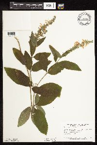 Image Associated With the Occurrence