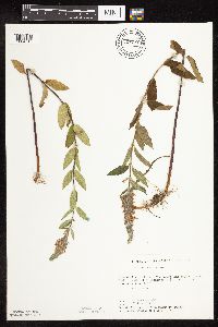 Image Associated With the Occurrence