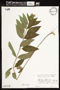 Image Associated With the Occurrence