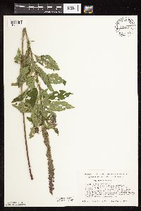 Image Associated With the Occurrence