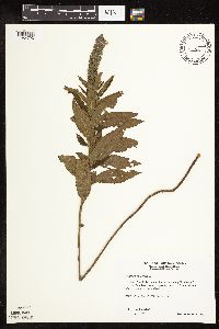 Image Associated With the Occurrence