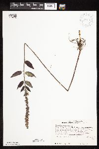 Image Associated With the Occurrence