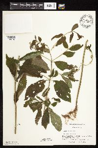 Image Associated With the Occurrence