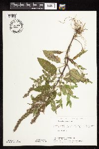 Image Associated With the Occurrence