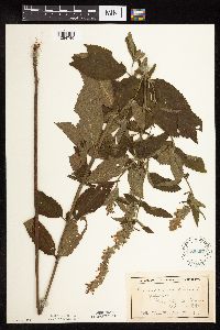 Image Associated With the Occurrence