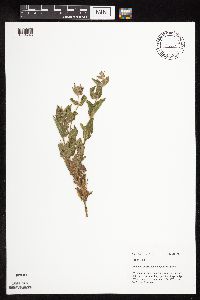 Image Associated With the Occurrence