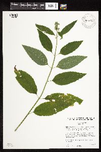 Image Associated With the Occurrence